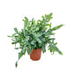 Phlebodium 17cm Aureum