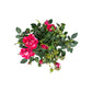 Rose 10.5cm GiGi