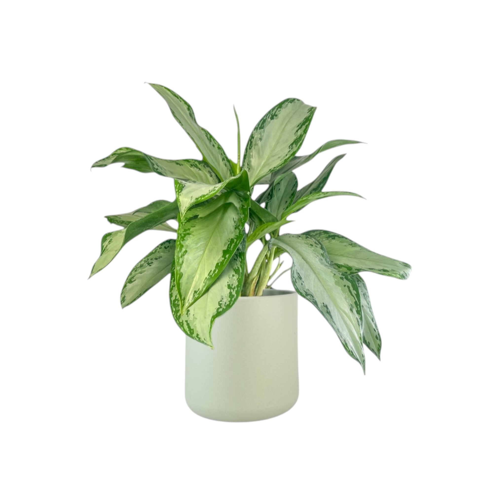 Green Plant 17cm Mix in Cambridge Ceramic - Green Plant The Horti House