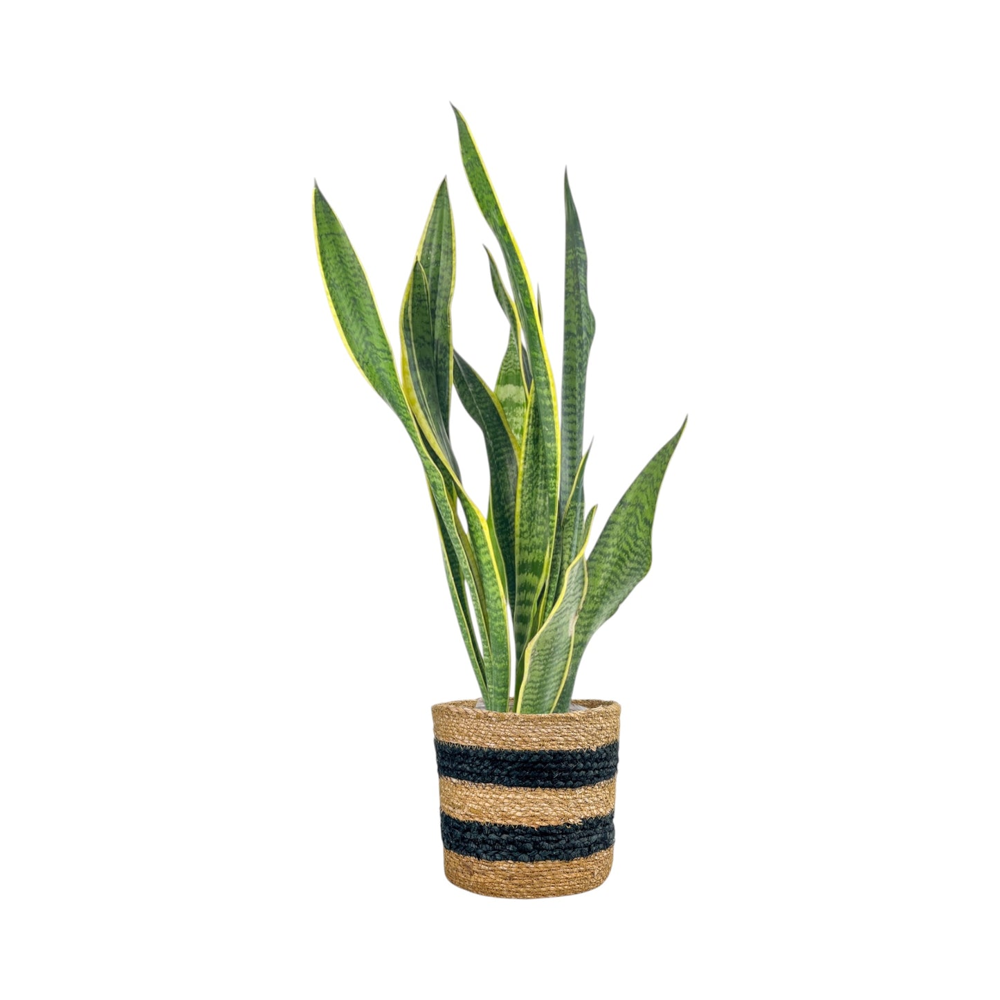 Green Plant 17cm Mix in Basket - Green Plant The Horti House