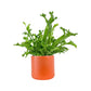 Asplenium 17cm Mix in Cambridge Ceramic - Green Plant The Horti House