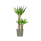 Yucca 17cm Elephanitis