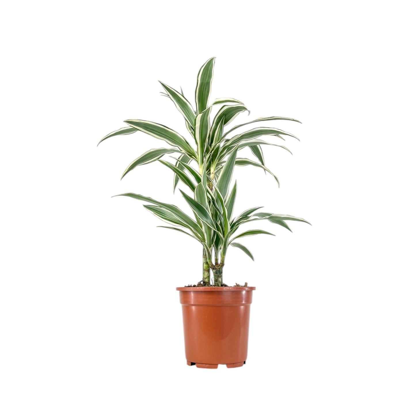 Dracaena 17cm White Stripe