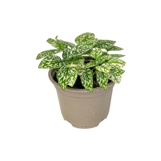 Hypoestes 9cm Mix