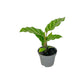 Calathea 6cm Tot Mix