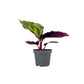 Calathea 6cm Tot Mix