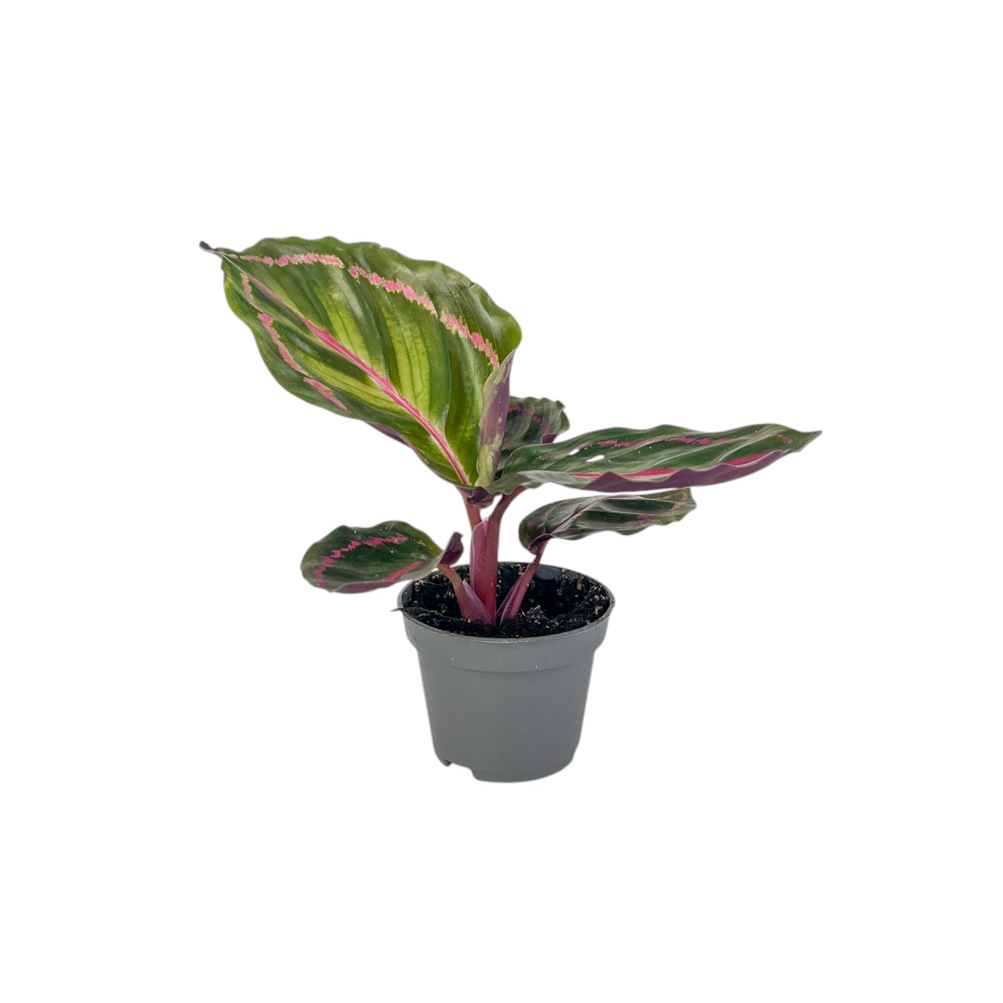 Calathea 6cm Tot Mix