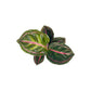 Calathea 6cm Tot Mix