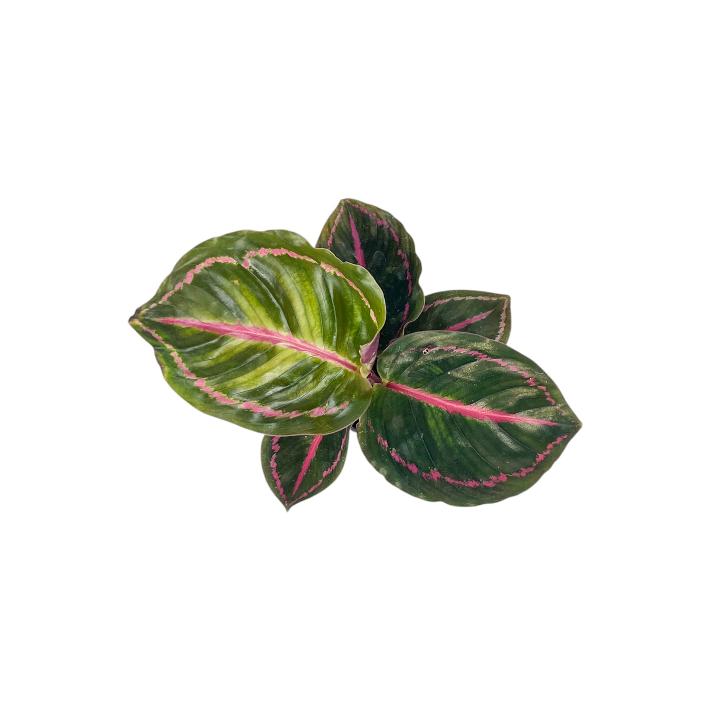 Calathea 6cm Tot Mix