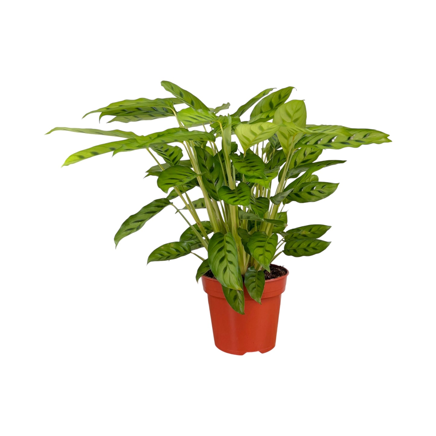 Calathea 17cm Leopardina