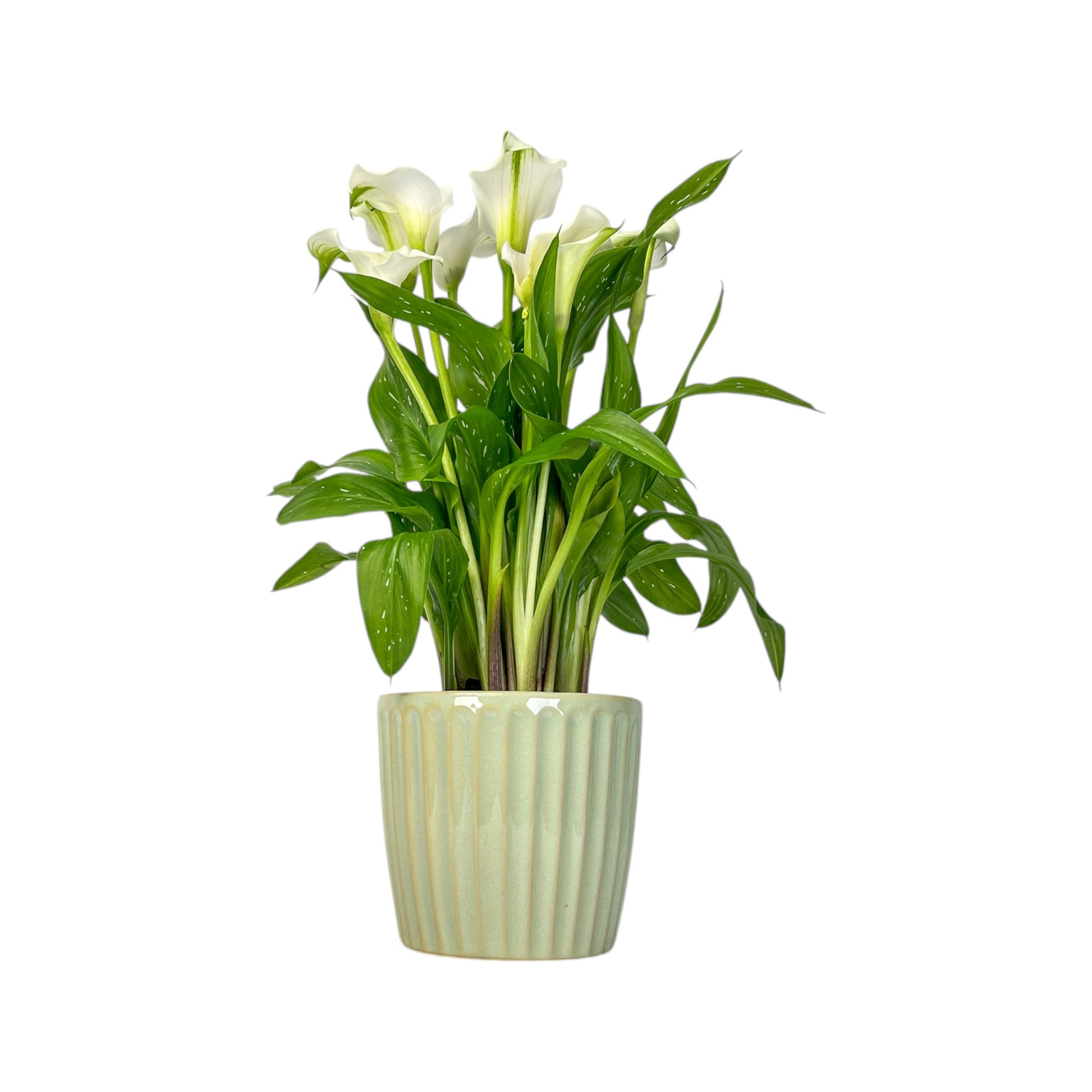 Calla Lily 13cm in Windsor Ceramic - Flowering The Horti House