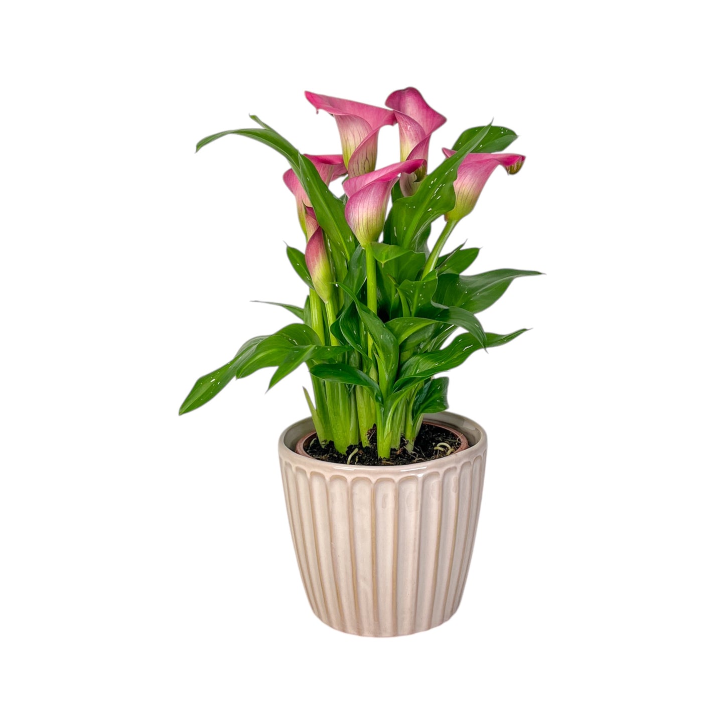 Calla Lily 13cm in Windsor Ceramic - Flowering The Horti House