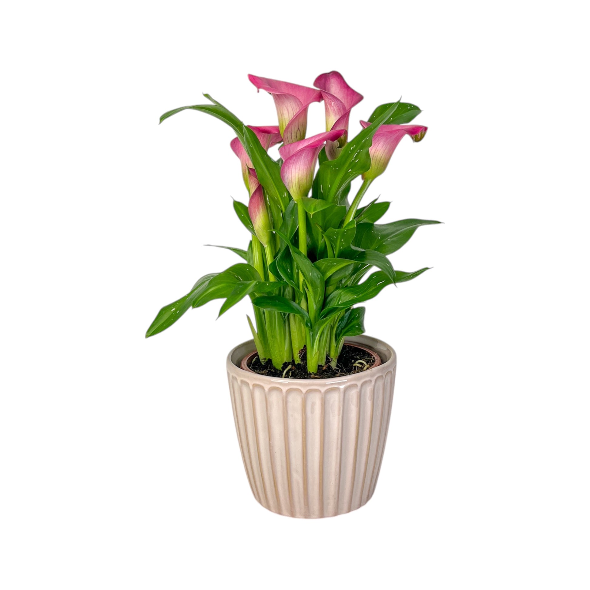 Calla Lily 13cm in Windsor Ceramic - Flowering The Horti House