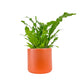 Asplenium 17cm Mix in Cambridge Ceramic - Green Plant The Horti House