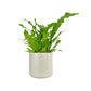 Asplenium 17cm Mix in Cambridge Ceramic - Green Plant The Horti House