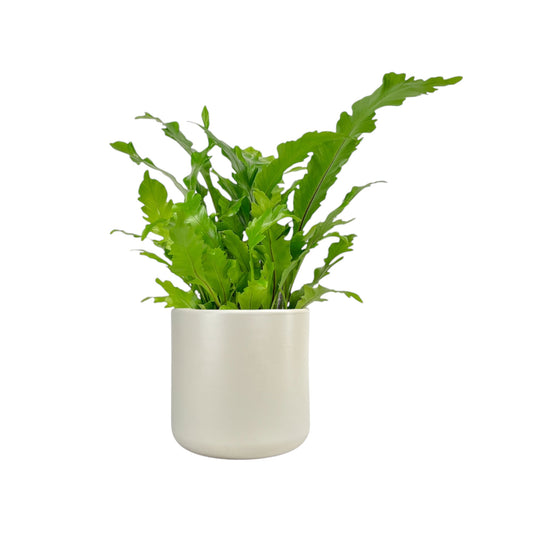 Asplenium 17cm Mix in Cambridge Ceramic - Green Plant The Horti House