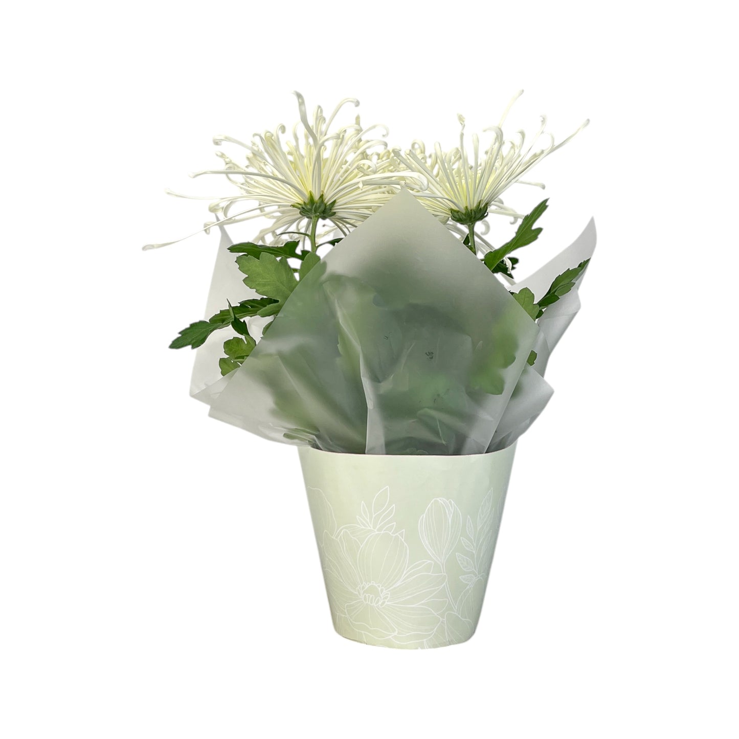 Chrysanthemum 14cm Disbud In Gift Cone