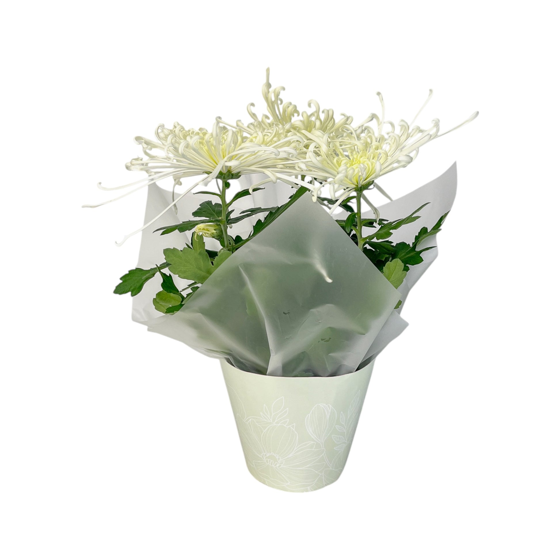 Chrysanthemum 14cm Disbud in Gift Cone - Flowering The Horti House