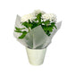 Chrysanthemum 14cm Disbud In Gift Cone