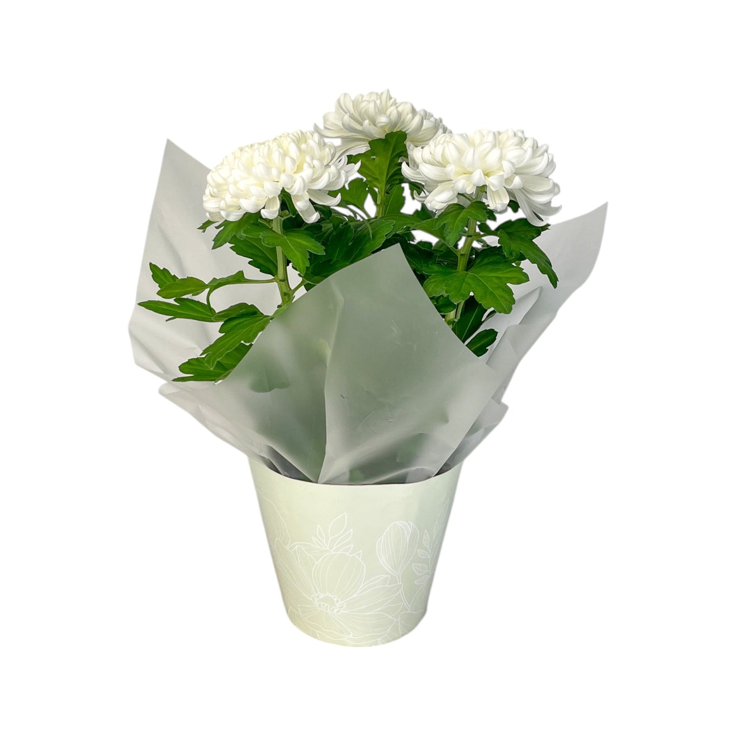 Chrysanthemum 14cm Disbud In Gift Cone