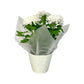 Chrysanthemum 14cm Disbud In Gift Cone