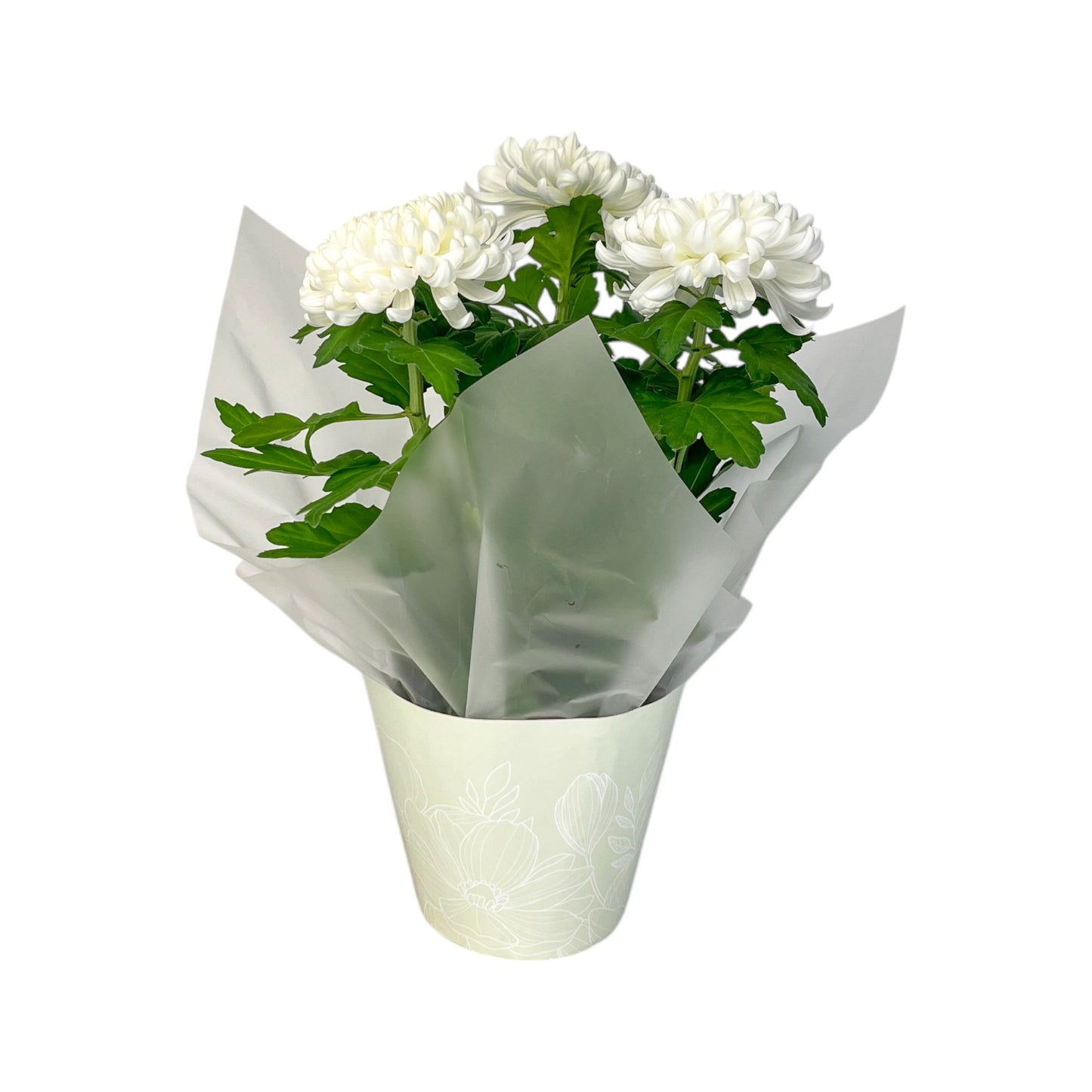 Chrysanthemum 14cm Disbud In Gift Cone