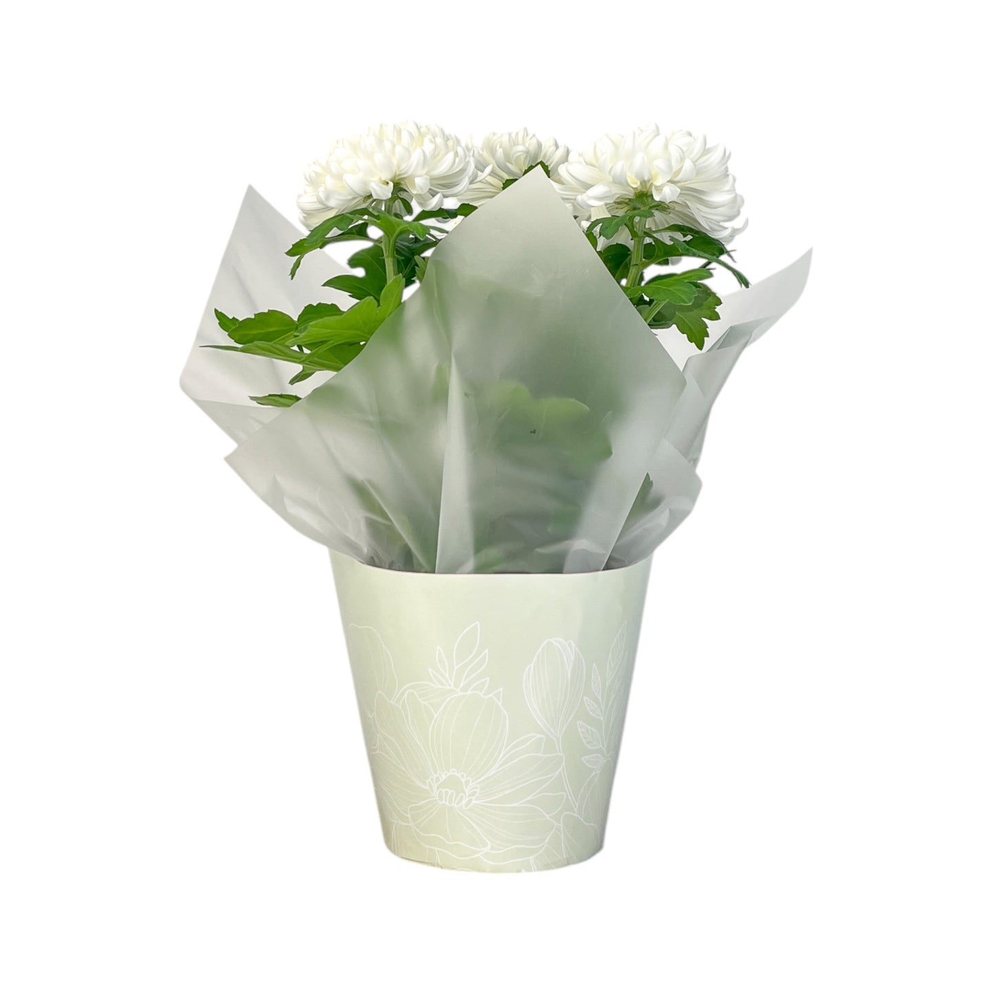 Chrysanthemum 14cm Disbud In Gift Cone
