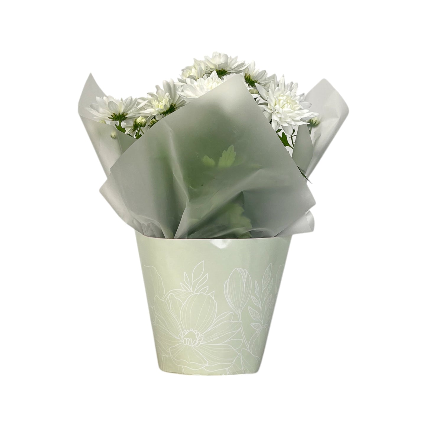 Chrysanthemum 14cm Pinched In Gift Cone