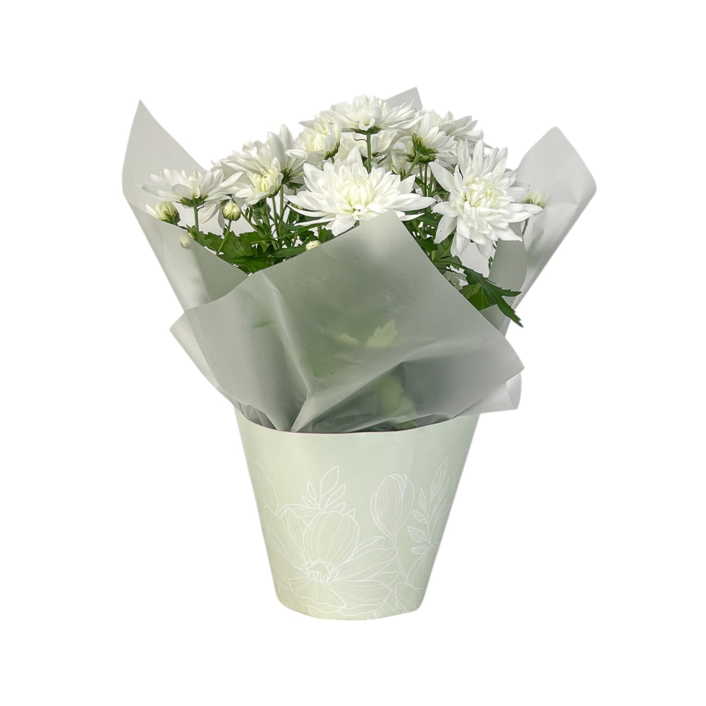 Chrysanthemum 14cm Pinched In Gift Cone