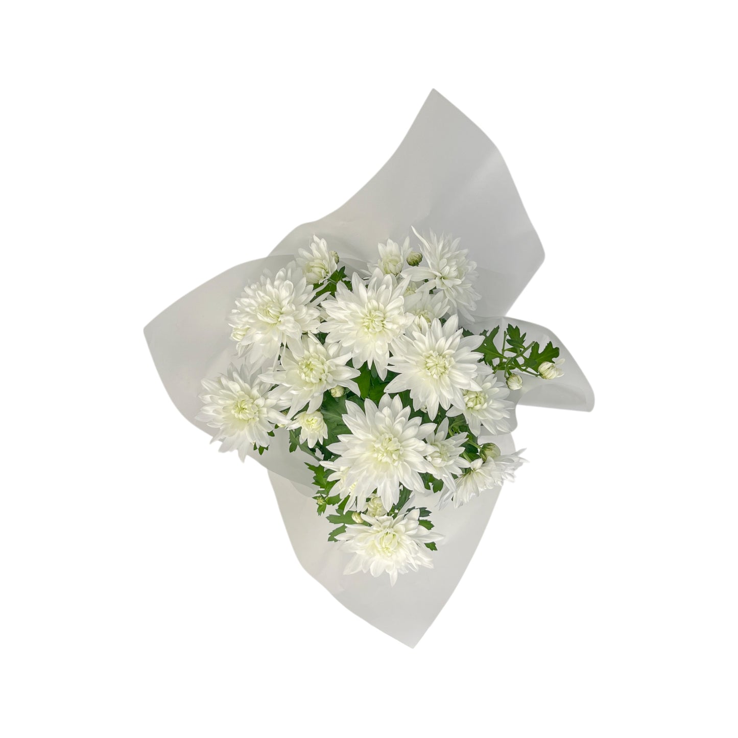 Chrysanthemum 14cm Pinched In Gift Cone