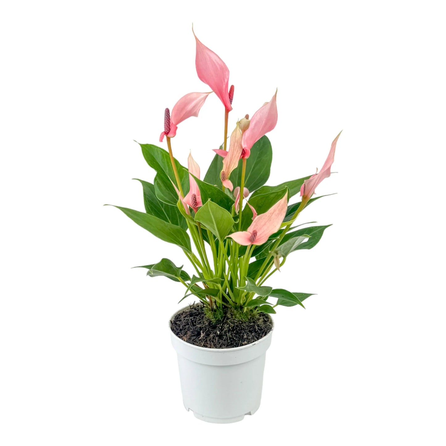 Anthurium 12cm 'Zizou' & 'Lilli'