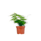 Asparagus 12cm Mix - Green Plant The Horti House