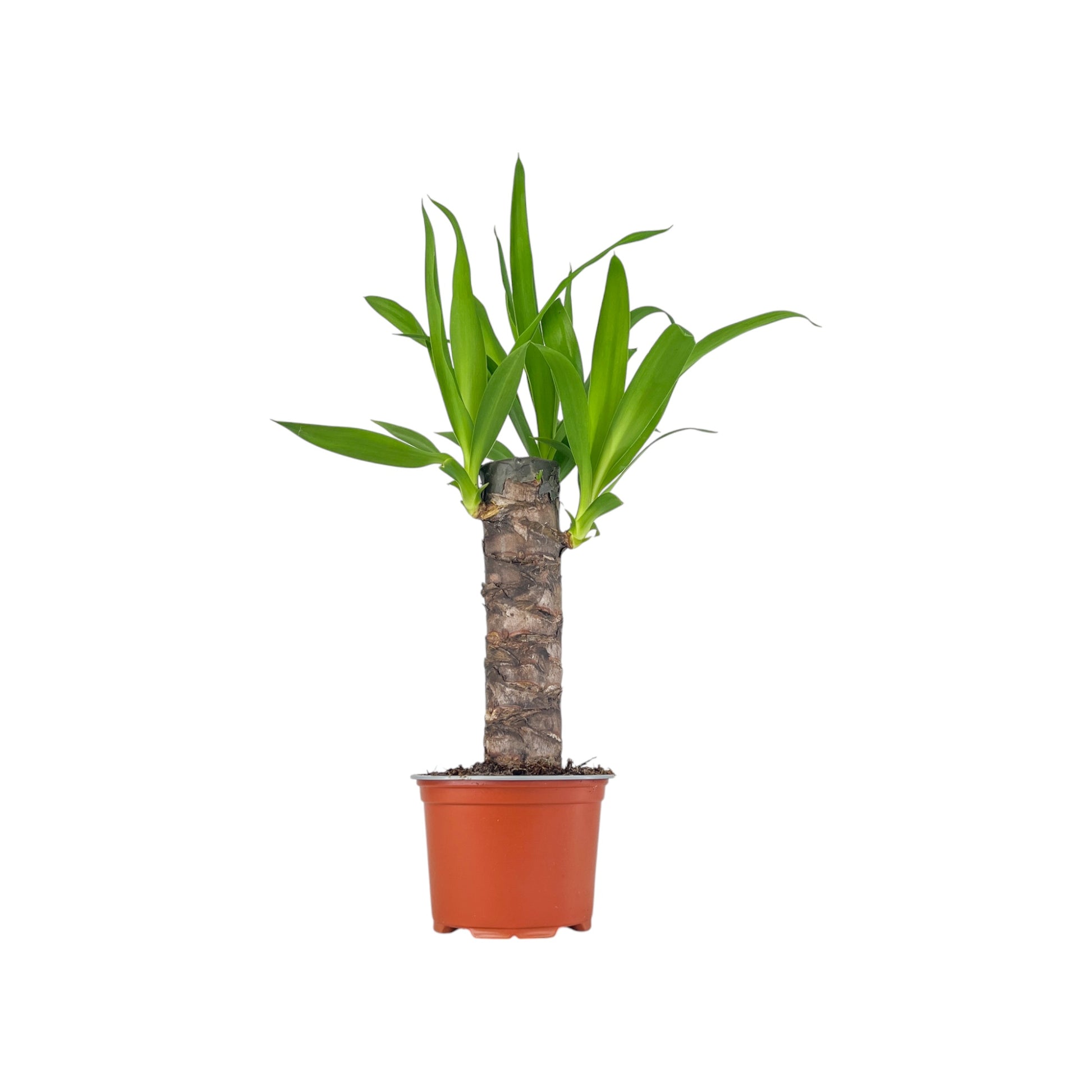 Yucca 12cm Elephantipes - Green Plant The Horti House