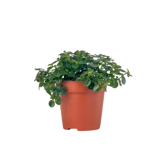 Pilea 12cm Depressa - Green Plant The Horti House