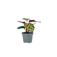 Calathea 6cm Tot Mix