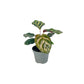 Calathea 6cm Tot Mix