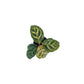 Calathea 6cm Tot Mix