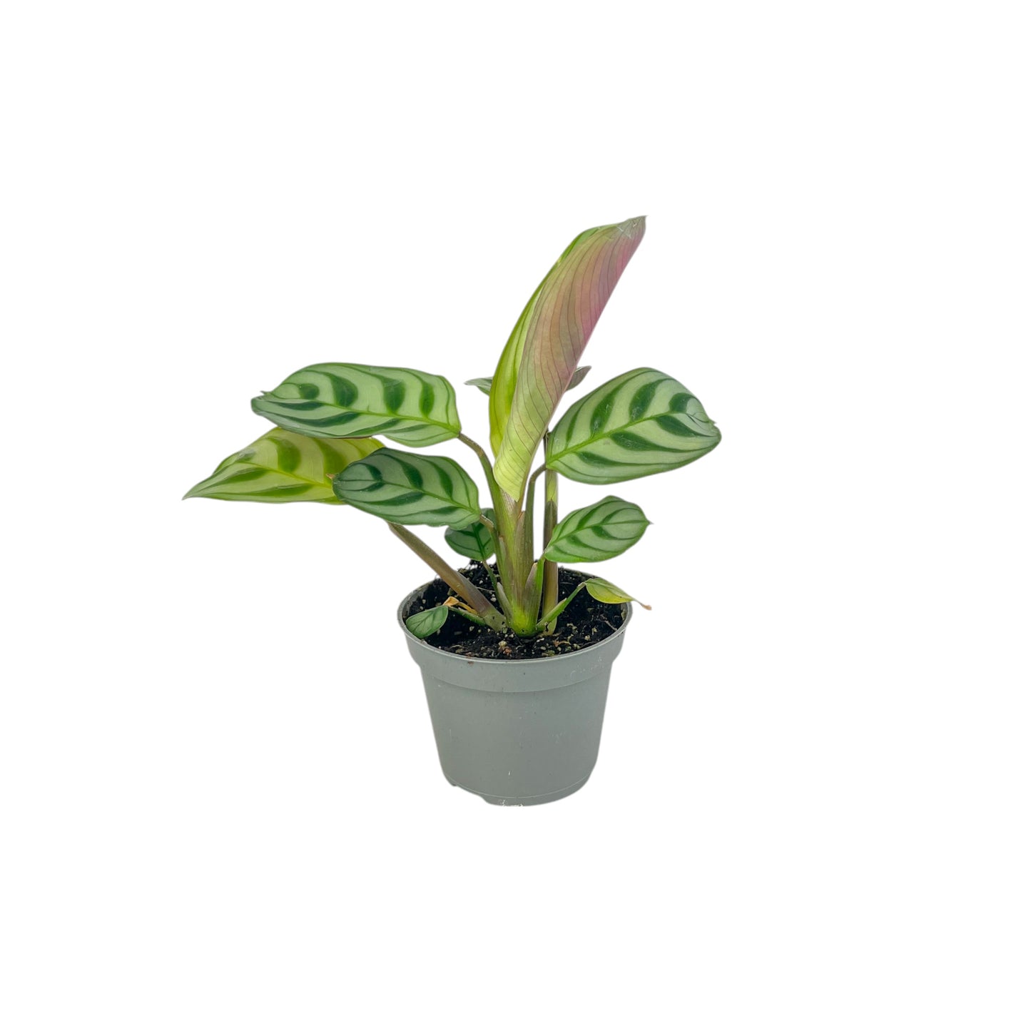 Calathea 6cm Tot Mix