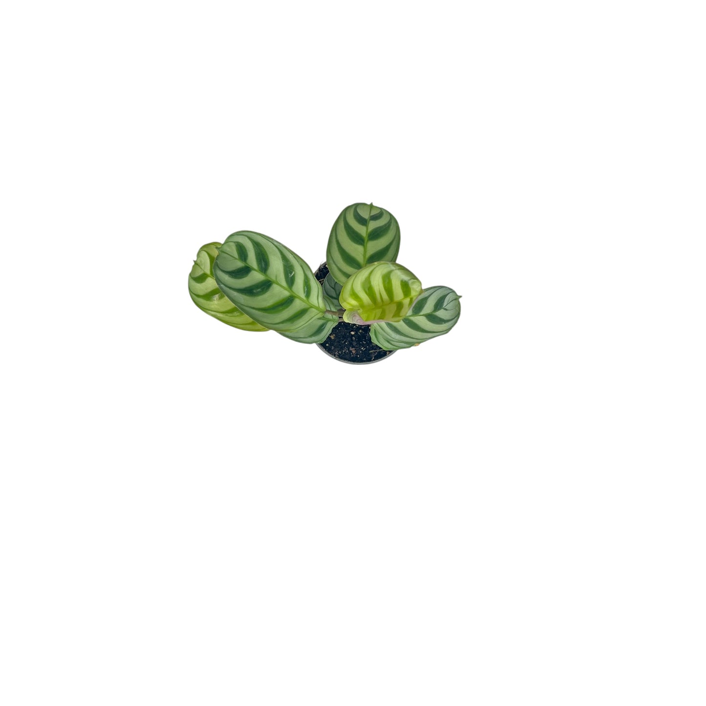 Calathea 6cm Tot Mix