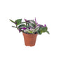 Tradescantia 12cm Mix - Green Plant The Horti House