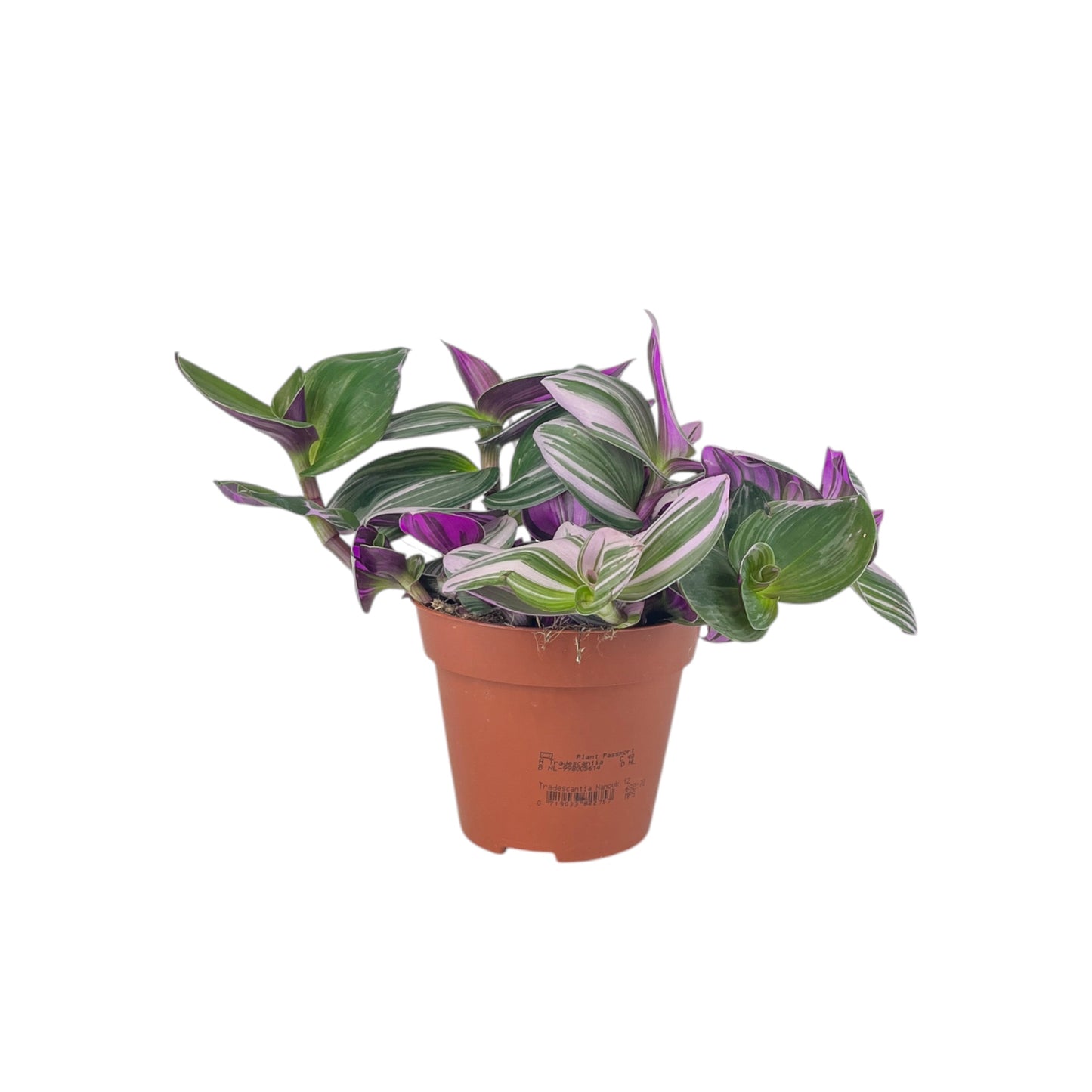 Tradescantia 12cm Mix - Green Plant The Horti House