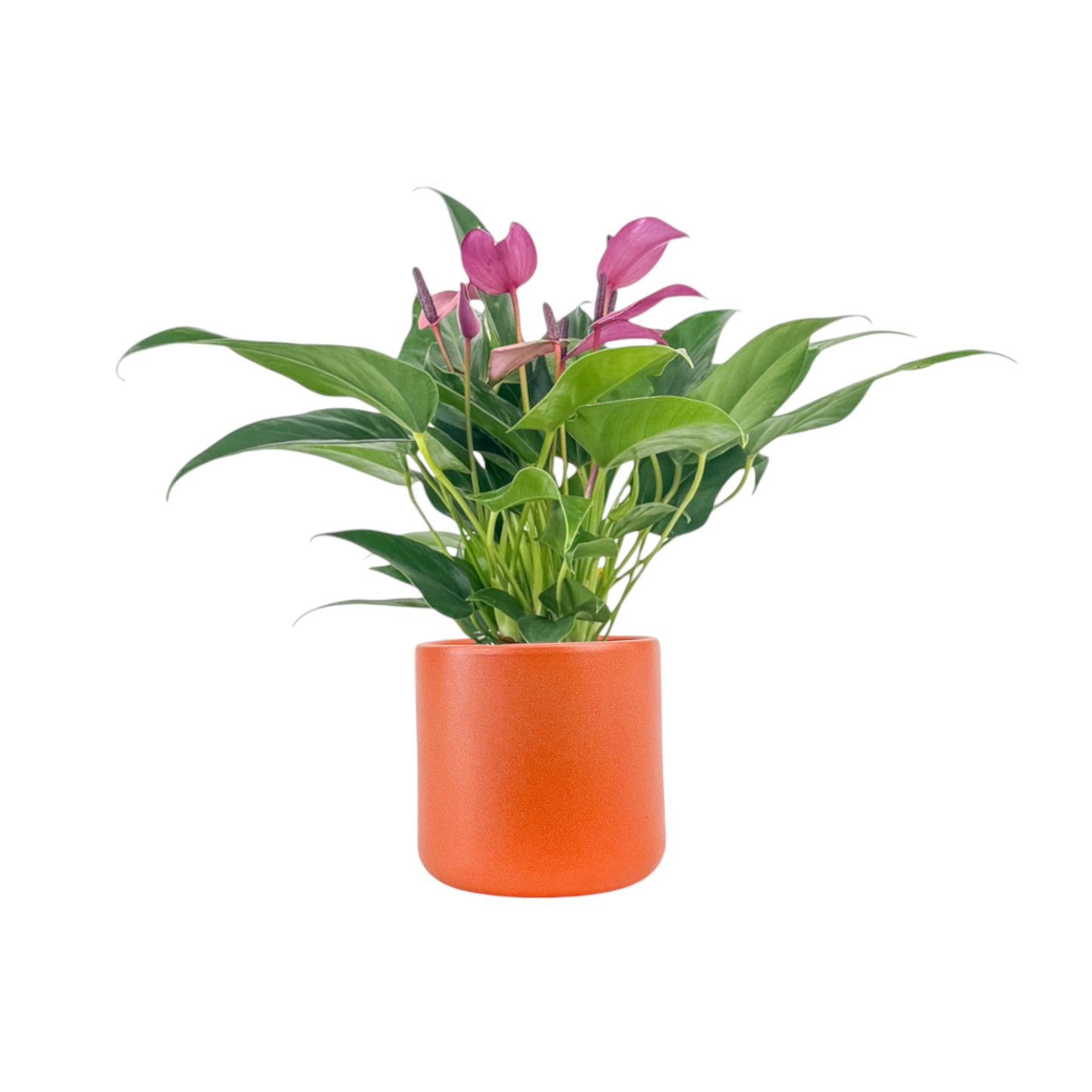 Anthurium 12cm Zizou in Cambridge Ceramic