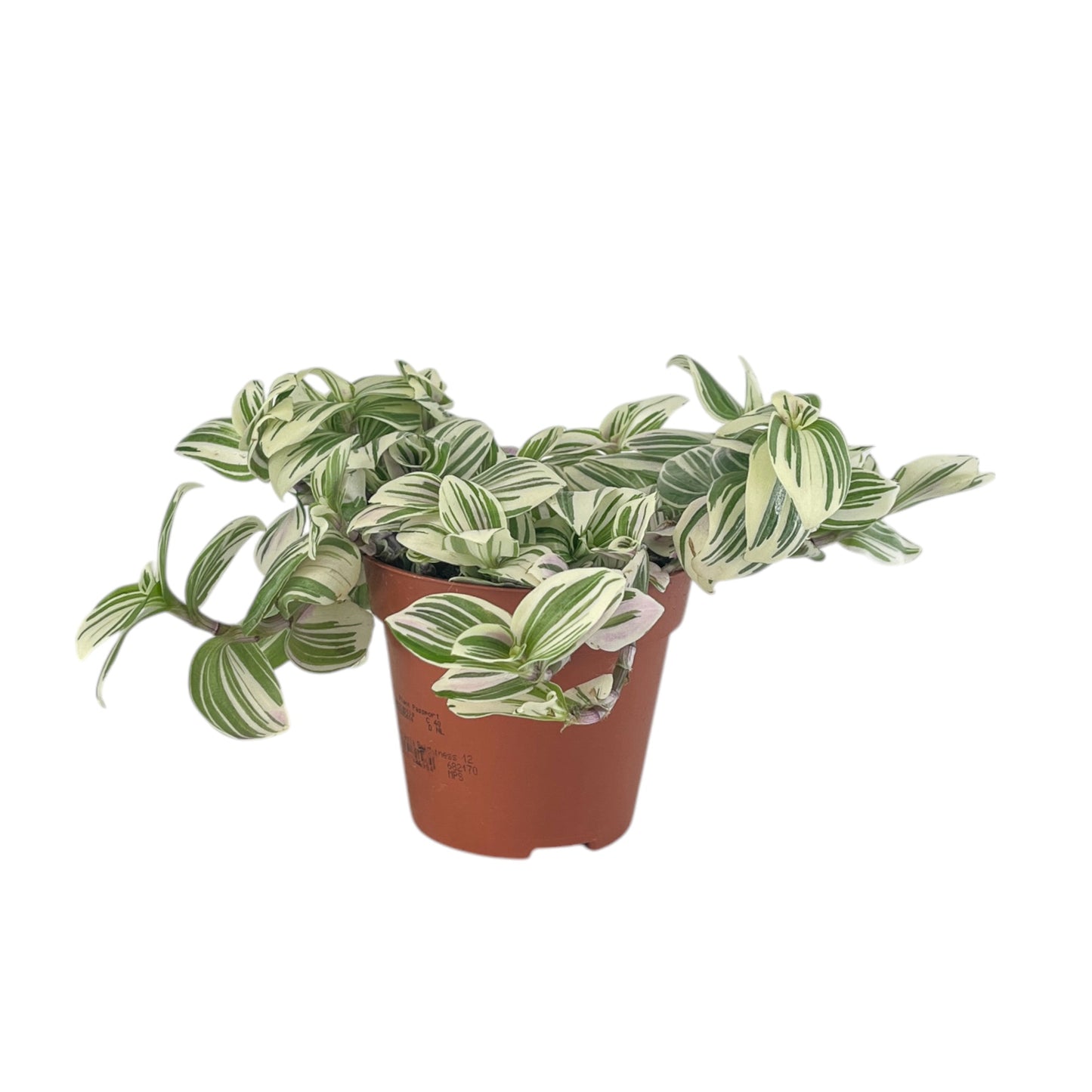 Tradescantia 12cm Mix - Green Plant The Horti House