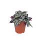 Tradescantia 12cm Mix - Green Plant The Horti House