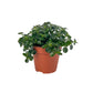 Pilea 12cm Depressa - Green Plant The Horti House