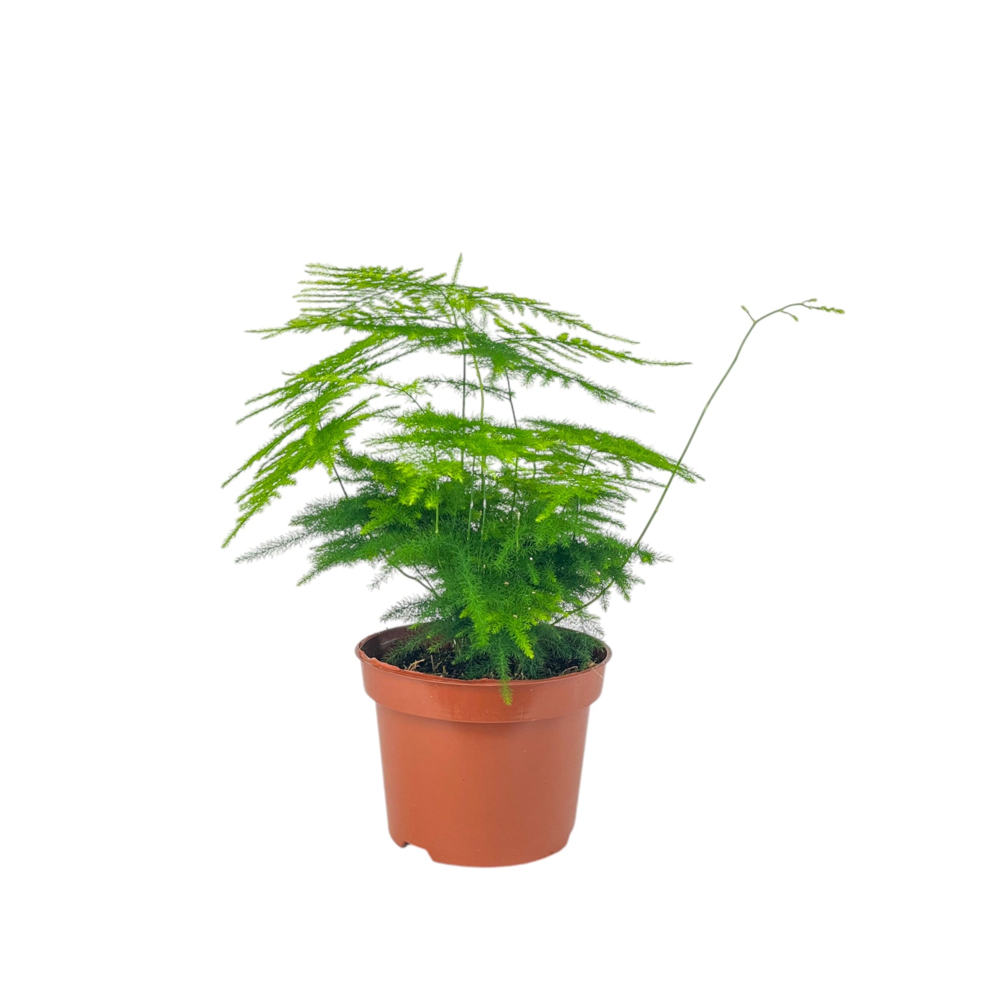 Asparagus 12cm Mix - Green Plant The Horti House
