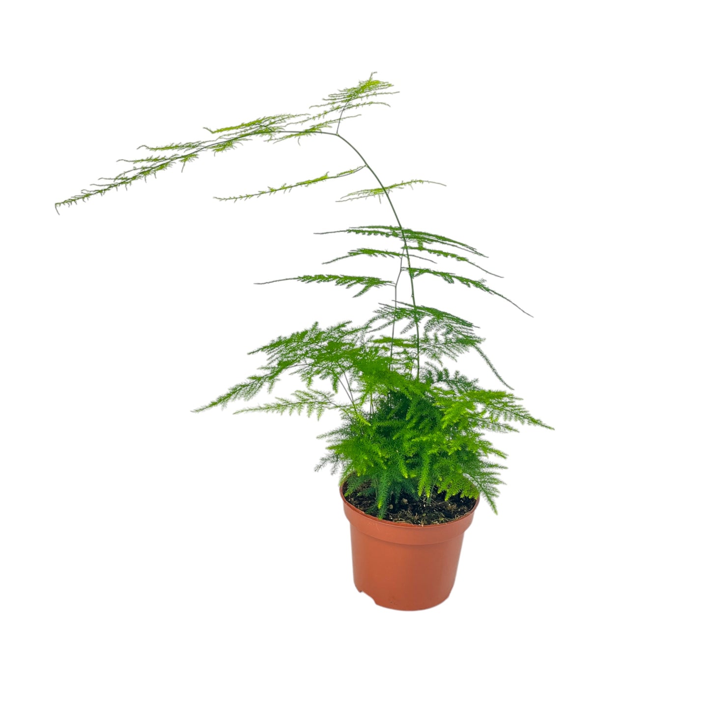 Asparagus 12cm Mix - Green Plant The Horti House