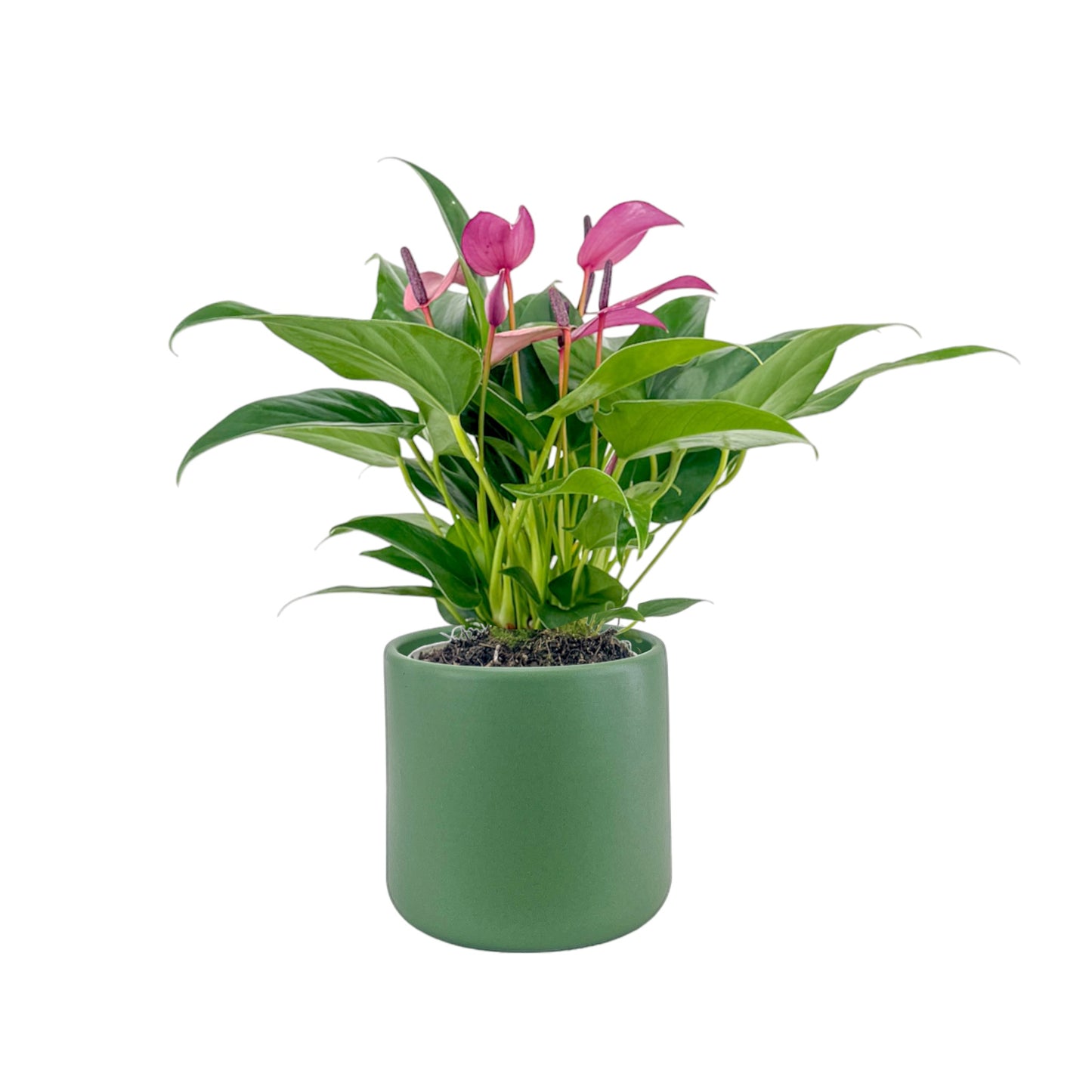 Anthurium 12cm Zizou in Cambridge Ceramic
