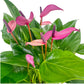 Anthurium 12cm Zizou in Cambridge Ceramic