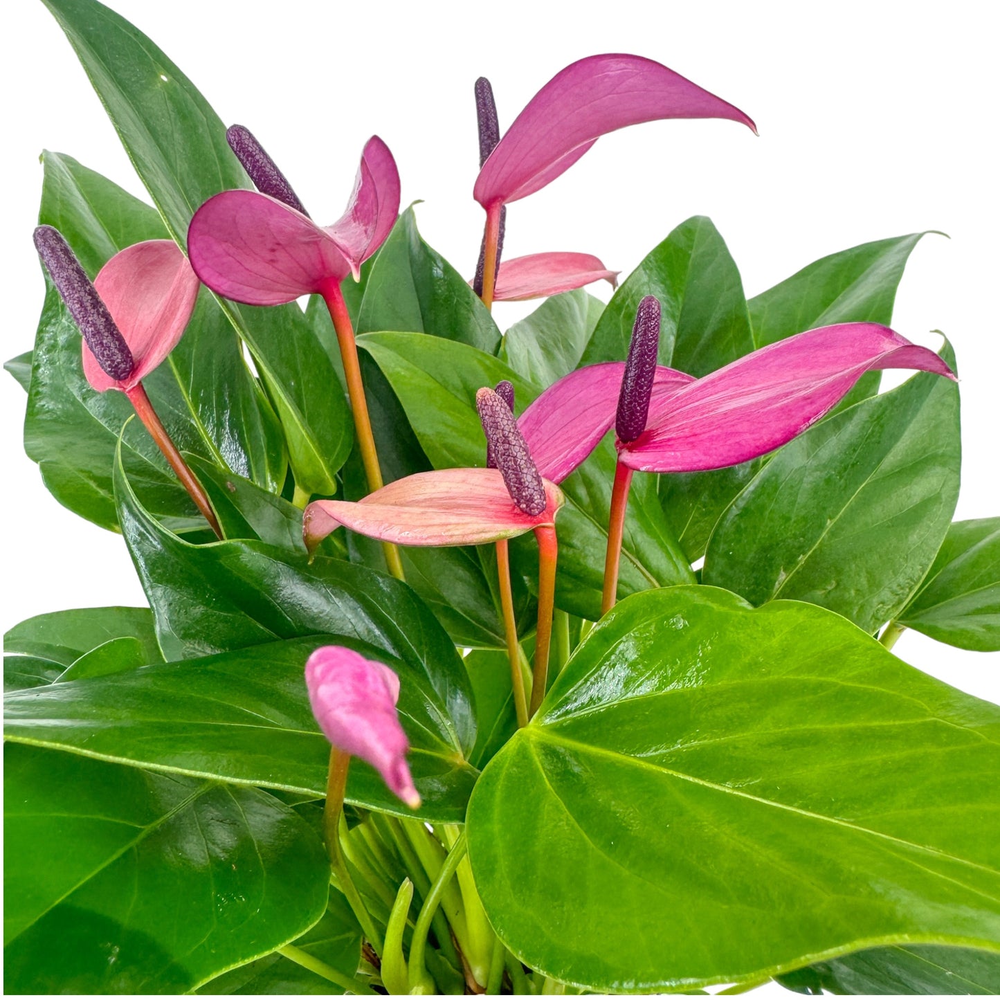 Anthurium 12cm Zizou in Cambridge Ceramic